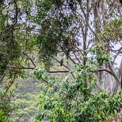 Callocephalon fimbriatum (Gang-gang Cockatoo) at Beaumont, NSW - 17 Dec 2022 by dougsky