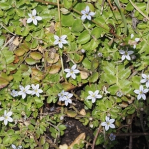 Lobelia pedunculata at Kosciuszko National Park, NSW - 13 Dec 2022