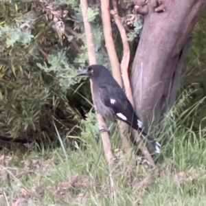 Strepera graculina at Holt, ACT - suppressed