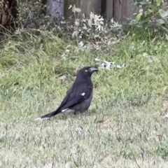 Strepera graculina at Holt, ACT - 18 Dec 2022