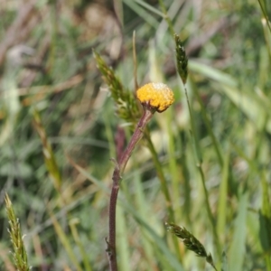 Craspedia aurantia var. aurantia at Kosciuszko National Park, NSW - 13 Dec 2022