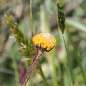 Craspedia aurantia var. aurantia at Kosciuszko National Park, NSW - 13 Dec 2022