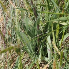 Craspedia aurantia var. aurantia at Kosciuszko National Park, NSW - 13 Dec 2022