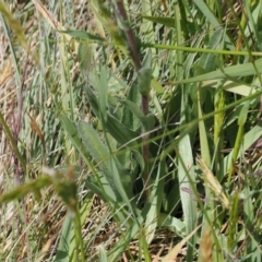 Craspedia aurantia var. aurantia at Kosciuszko National Park, NSW - suppressed