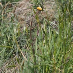 Craspedia aurantia var. aurantia at Kosciuszko National Park, NSW - 13 Dec 2022