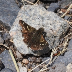 Pasma tasmanica at Kosciuszko National Park, NSW - 13 Dec 2022