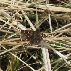 Pasma tasmanica at Kosciuszko National Park, NSW - 13 Dec 2022