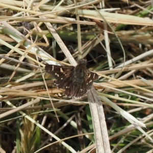 Pasma tasmanica at Kosciuszko National Park, NSW - 13 Dec 2022