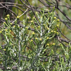 Ozothamnus cupressoides at Kosciuszko National Park, NSW - 13 Dec 2022