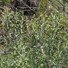 Ozothamnus cupressoides at Kosciuszko National Park, NSW - 13 Dec 2022
