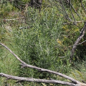 Ozothamnus cupressoides at Kosciuszko National Park, NSW - 13 Dec 2022