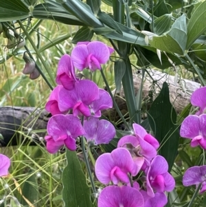 Lathyrus latifolius at Yarralumla, ACT - 18 Dec 2022