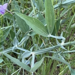 Lathyrus latifolius at Yarralumla, ACT - 18 Dec 2022 07:24 PM