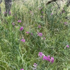 Lathyrus latifolius at Yarralumla, ACT - 18 Dec 2022 07:24 PM