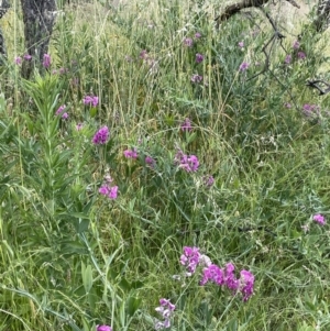 Lathyrus latifolius at Yarralumla, ACT - 18 Dec 2022 07:24 PM