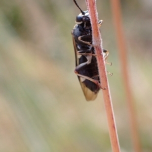 Pergidae sp. (family) at Murrumbateman, NSW - 16 Dec 2022