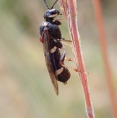 Pergidae sp. (family) at Murrumbateman, NSW - 16 Dec 2022 06:03 PM