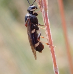 Pergidae sp. (family) at Murrumbateman, NSW - 16 Dec 2022