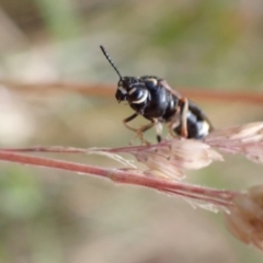 Pergidae sp. (family) at Murrumbateman, NSW - 16 Dec 2022