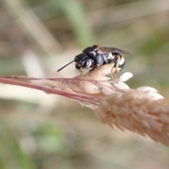 Pergidae sp. (family) at Murrumbateman, NSW - 16 Dec 2022