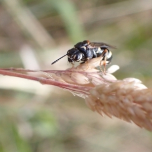 Pergidae sp. (family) at Murrumbateman, NSW - 16 Dec 2022