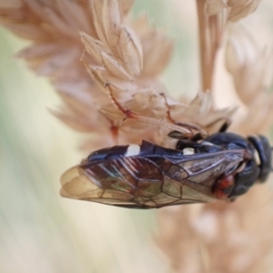 Pergidae sp. (family) at Murrumbateman, NSW - 16 Dec 2022