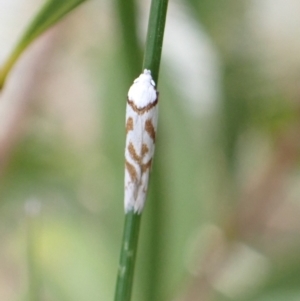 Oxythecta acceptella at Murrumbateman, NSW - 18 Dec 2022