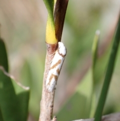 Oxythecta acceptella at Murrumbateman, NSW - 18 Dec 2022