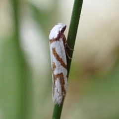 Oxythecta acceptella at Murrumbateman, NSW - 18 Dec 2022