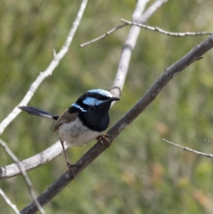 Malurus cyaneus at Goulburn, NSW - 18 Dec 2022 02:38 PM