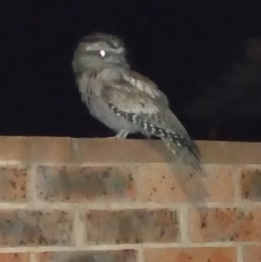 Podargus strigoides (Tawny Frogmouth) at Gordon, ACT - 18 Dec 2022 by michaelb