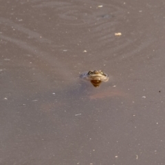 Chelodina longicollis (Eastern Long-necked Turtle) at Goulburn, NSW - 18 Dec 2022 by Aussiegall