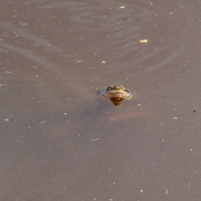 Chelodina longicollis (Eastern Long-necked Turtle) at Goulburn, NSW - 18 Dec 2022 by Aussiegall