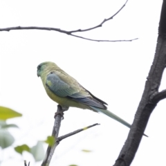 Psephotus haematonotus (Red-rumped Parrot) at Goulburn Wetlands - 18 Dec 2022 by Aussiegall