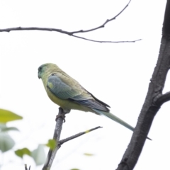 Psephotus haematonotus (Red-rumped Parrot) at Goulburn, NSW - 18 Dec 2022 by Aussiegall