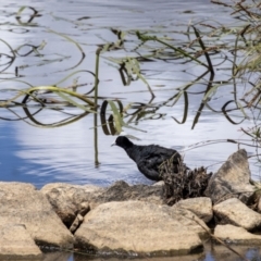 Fulica atra (Eurasian Coot) at Goulburn, NSW - 18 Dec 2022 by Aussiegall