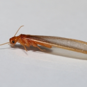 Unidentified Termite (superfamily Termitoidea) (TBC) at suppressed by TimL