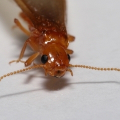 Unverified Termite (superfamily Termitoidea) by TimL