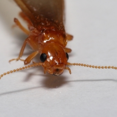 Unidentified Termite (superfamily Termitoidea) at Wellington Point, QLD - 11 Dec 2022 by TimL