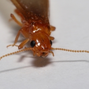 Unidentified Termite (superfamily Termitoidea) (TBC) at suppressed by TimL