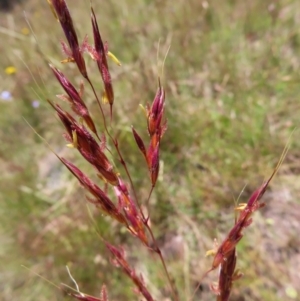 Sorghum leiocladum at Kambah, ACT - 18 Dec 2022 01:18 PM