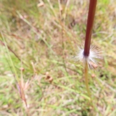 Sorghum leiocladum at Kambah, ACT - 18 Dec 2022