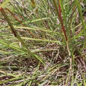 Sorghum leiocladum at Kambah, ACT - 18 Dec 2022