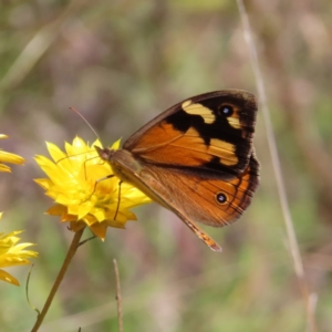 Heteronympha merope at Kambah, ACT - 18 Dec 2022