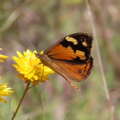 Heteronympha merope (Common Brown Butterfly) at Kambah, ACT - 18 Dec 2022 by MatthewFrawley