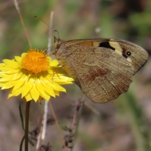 Heteronympha merope at Kambah, ACT - 18 Dec 2022