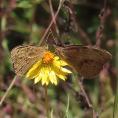 Heteronympha merope at Kambah, ACT - 18 Dec 2022