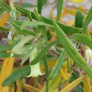 Billardiera scandens at Hawker, ACT - 18 Dec 2022