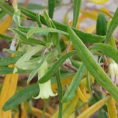 Billardiera scandens (Hairy Apple Berry) at The Pinnacle - 18 Dec 2022 by sangio7