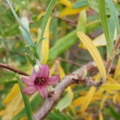 Billardiera scandens at Hawker, ACT - 18 Dec 2022